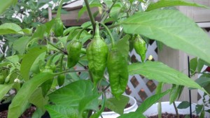 The Carolina Reaper (HP22B), currently the World's Hottest Pepper.